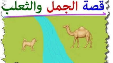 الجمل والثعلب | Education Ksa الموقع التعليمي  الجمل والثعلب