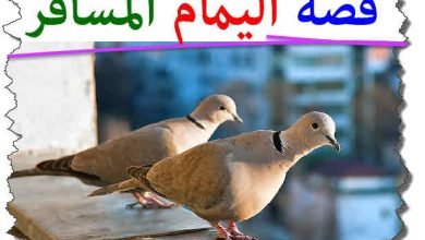  اليمام المسافر